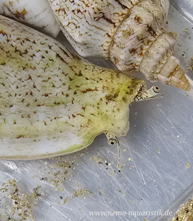 Ministrombus variabilis Veränderliche Fechterschnecke, Veränderliche Flügelschnecke bei Nemo-Aquaristik kaufen