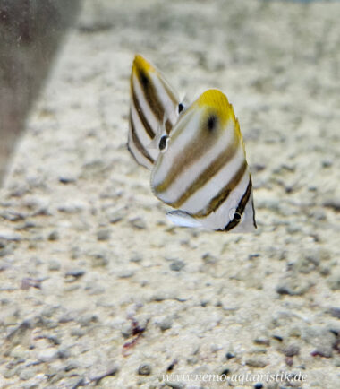 Parachaetodon ocellatus Segelfalterfisch - Fünfbinden-Falter 1 Glasrosen vernichten