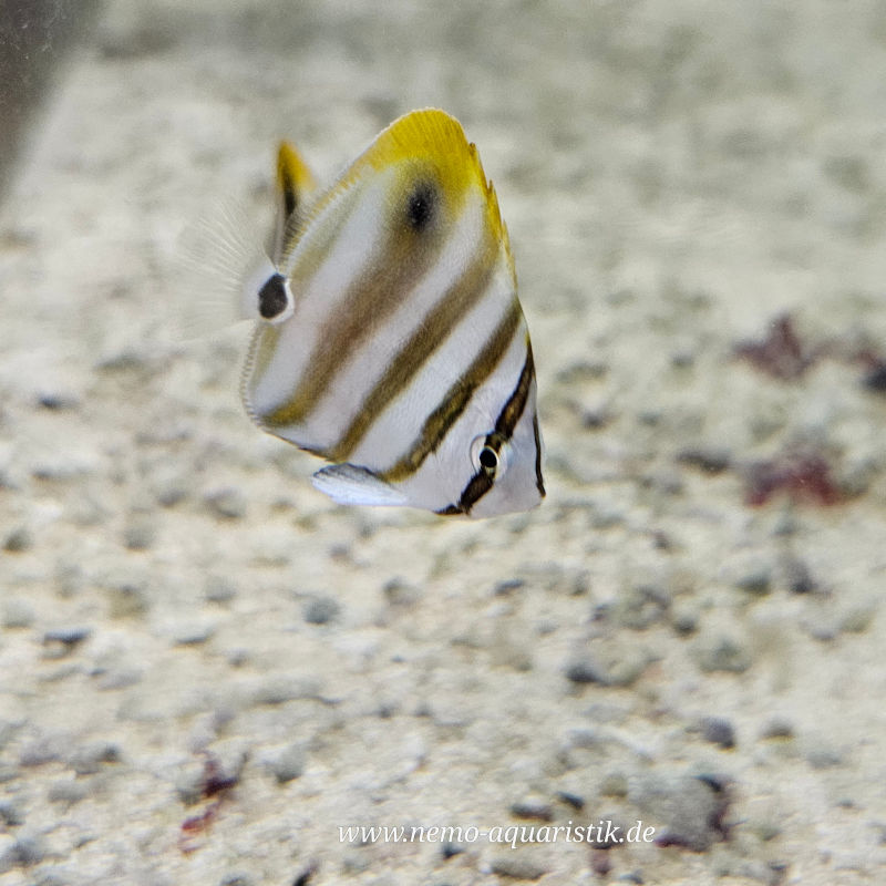 Parachaetodon ocellatus Segelfalterfisch - Fünfbinden-Falter 2 Glasrosenfresser