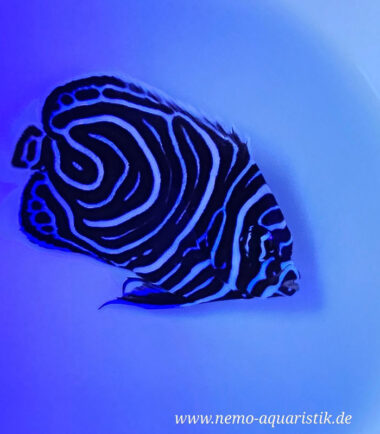 Pomacanthus imperator Imperator-Kaiserfisch Nachzucht 1